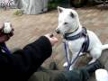 Kishu