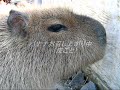 Feeding Huge Adult Capybaras???????????????????