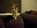 videos de stevie and puddin