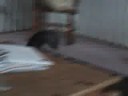 The Cat Whisperer