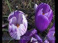 this well-known harvest hymn might appear to come from the english countryside, but it has rather different origins. it is the 