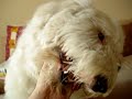 Dog Perro Habla Talk Cool Funny