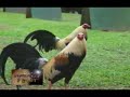 HATAW PINOY HATAW PINOY