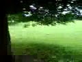 fall off tree fall off tree