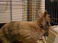 videos de Pip en Duts