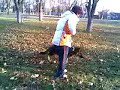 Ciobanesti germani la dresaj Ciobanesti germani la dresaj