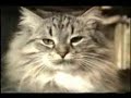 Chats folies