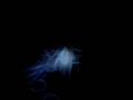BRACCIALETTI LUMINOSI_BIANCHI-----www.glowdiscount.com