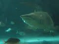 Aquarium Sydney Darking Harbour