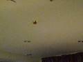 Car on Ceilings