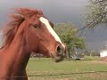 Farm in the City 1: Meet the Mascot