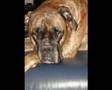 Caniche video