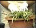 REPRODUCE TU PLANTA DE MALA MADRE (Clorofitum Comosie)