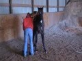 2005 AQHA Gelding