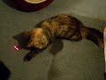 Rip Kitty...!:(
