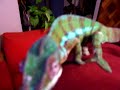Mi Furcifer Pardalis Mi Furcifer Pardalis