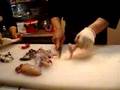 Cutting of Blowfish (Fugu) in Japan