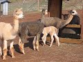 Alpaca kisses Alpaca kisses
