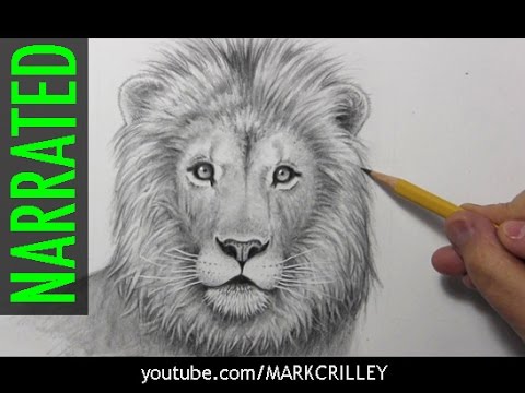 how to draw the face of a lion