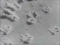 videos de Rommels Defeat - www.pastfinder.de