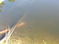 Warmouth fish eating several Black Soldier Fly larvae