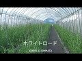 2008.05.23.AIZU.KASUMISOU 2008.05.23.AIZU.KASUMISOU