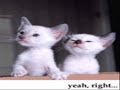 cats 5