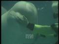 Beluga Whale blows Bubbl