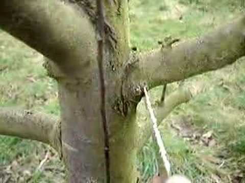 Apple tree pruning sawing a large branch with canker pic YouTube Preview Image