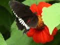 reballious butterlfy