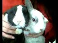 conigli-rabbits