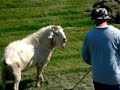More Jebus the saanen goat More Jebus the saanen goat
