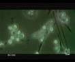 REDES-CELULAS-MADRE-