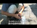 ペットボトルでスズメバチ退治