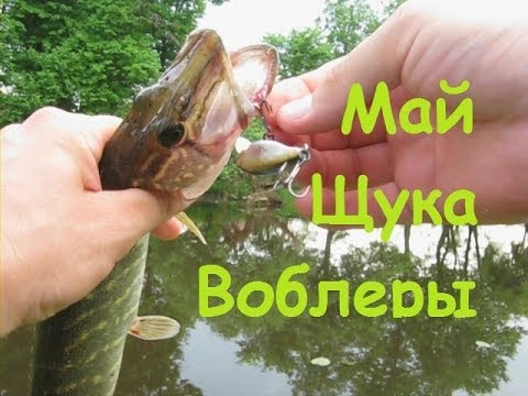 ловля спиннингом щуку в мае видео ловля спиннингом щуку в мае видео