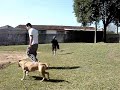 Adestramento de pit bull