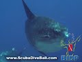Ocean Sunfish (Mola Mola) Bali Ocean Sunfish (Mola Mola) Bali