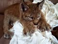 Big kitty kat love