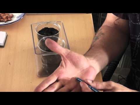 how to replant plum seeds