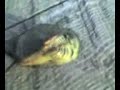 Prehistoric Horror (Recently found in Russia) Prehistoric Horror (Recently found in Russia)