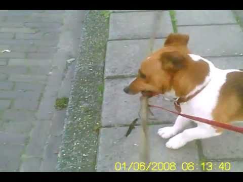 how to treat dle in dogs