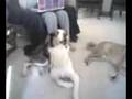 sulley (092.3g2) - July 17, 2008, 02:34 PM