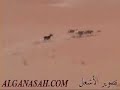 مجموعه من كلاب الصيد_السلوقي_ تعجز عن صيد الأرنب