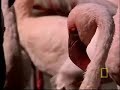 Baboon vs. Flamingos Baboon vs. Flamingos