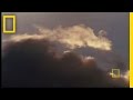 Baboon vs. Flamingos