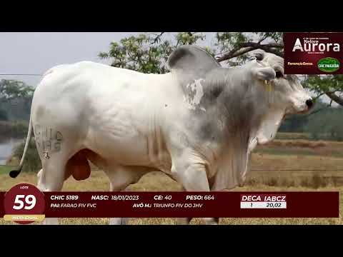 4� De Olho na Fazenda - NELORE AURORA participa��o Chico Paulic�ia