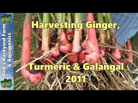 how to harvest galangal root