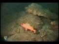 Rosy Rockfish (Sebastes rosaceus)