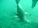 sealions in anacapa