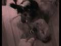 videos de Dance dog